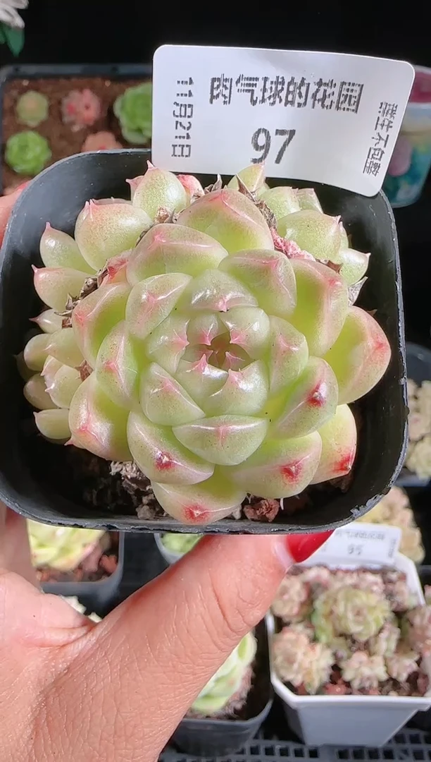 1121-97群生不包整