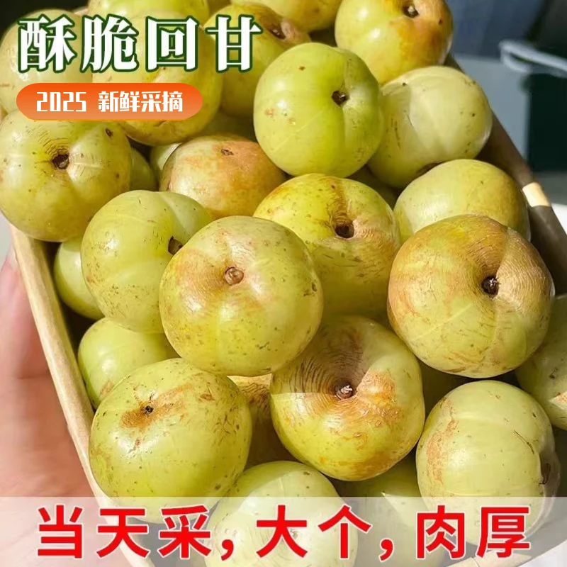 金灶甜种油柑果现摘油甘果新鲜余甘子牛甘果柿饼甜油柑孕妇酸水果