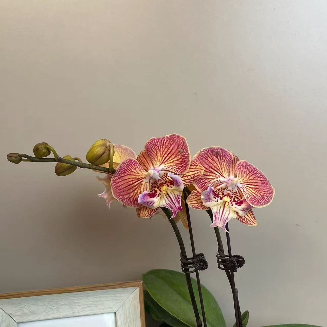 繁星里蝴蝶兰（金缕衣）2.8寸带花带花苞开花珠发货