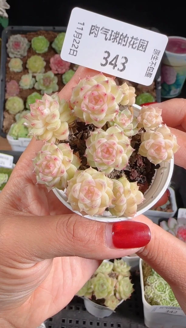 1122-343群生不包整