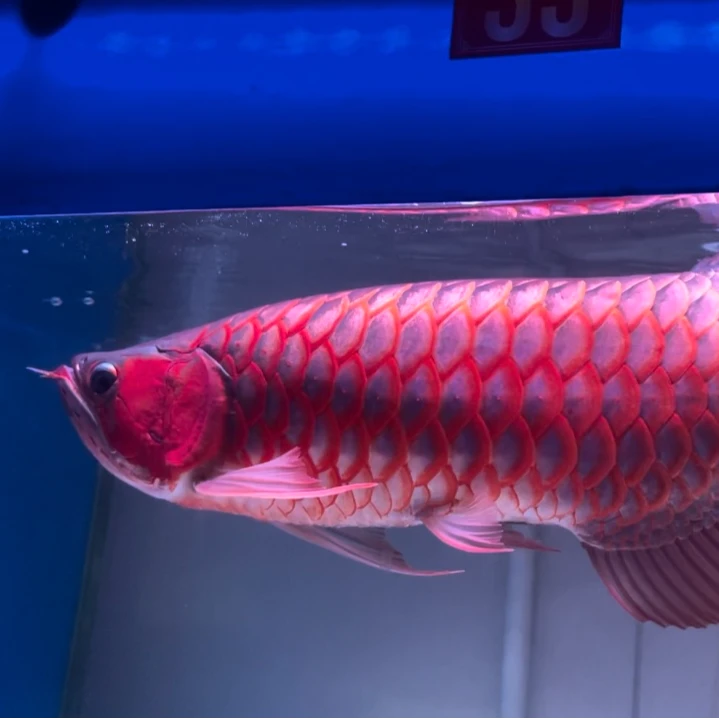 印尼红龙绿皮辣椒红龙超血红龙