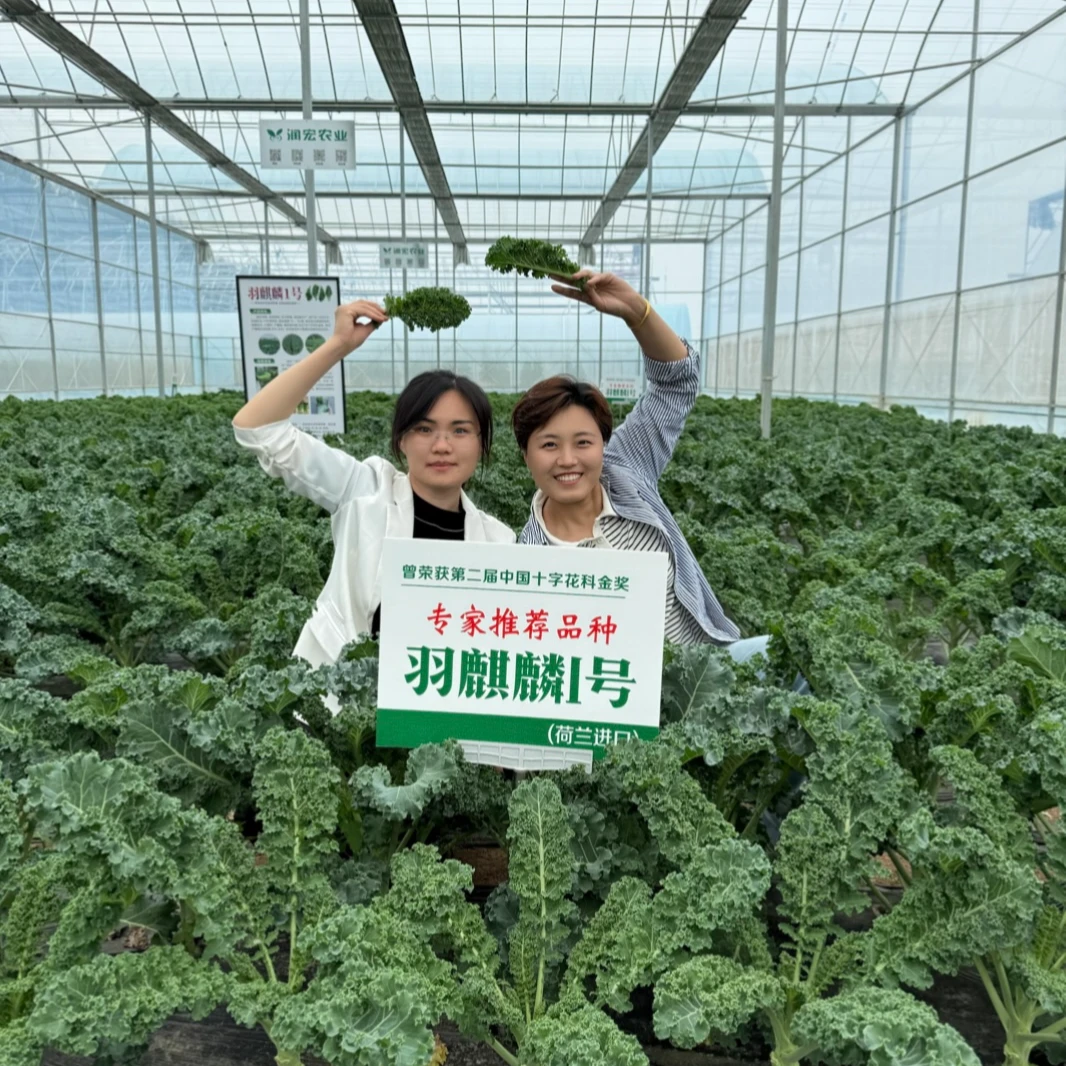 【进口鲜食羽衣甘蓝苗】羽麒麟羽衣甘蓝蔬菜苗阳台盆栽大田基地品种
