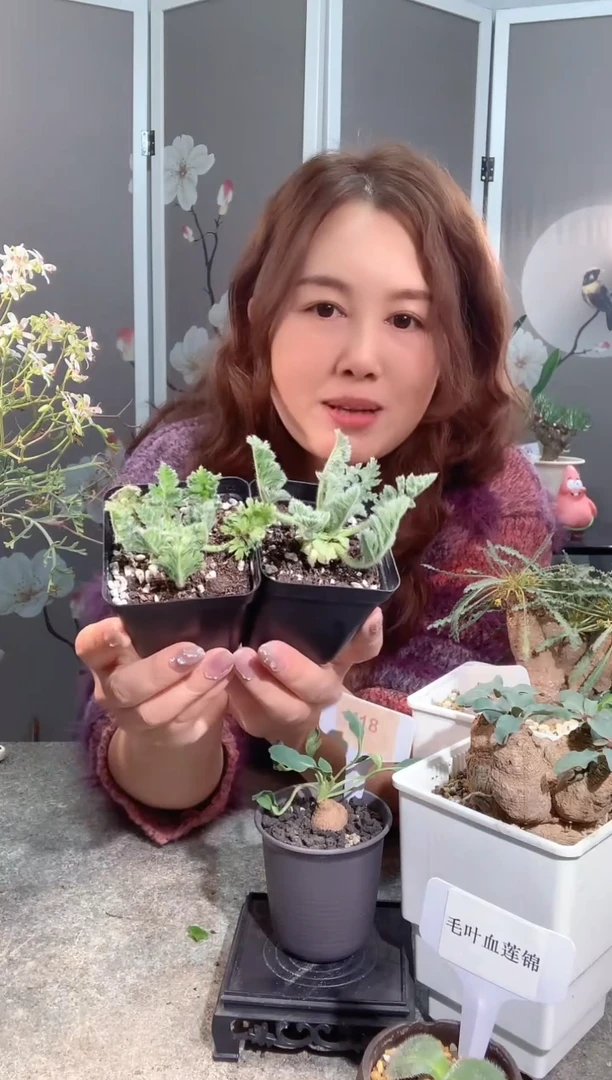 【闪购商品】量拍，羽叶杨奎2棵 2.17.