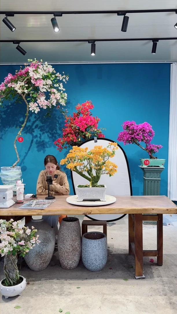 全部花朵加州黄金三角梅