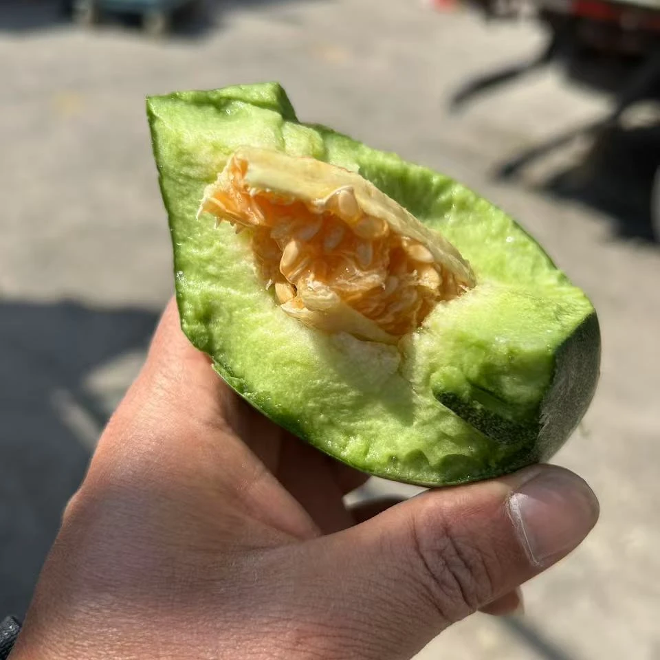 蜜园18甜瓜约3斤