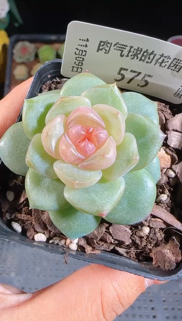 1109-575BL-4麦秆群不包整