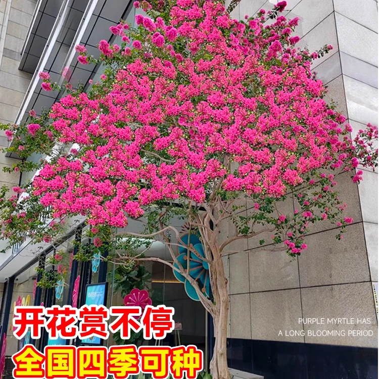 大件紫薇一物一拍专属链接