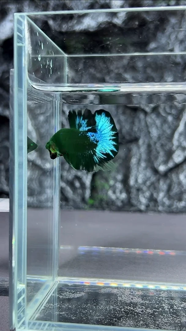 斗鱼竞拍链接A010