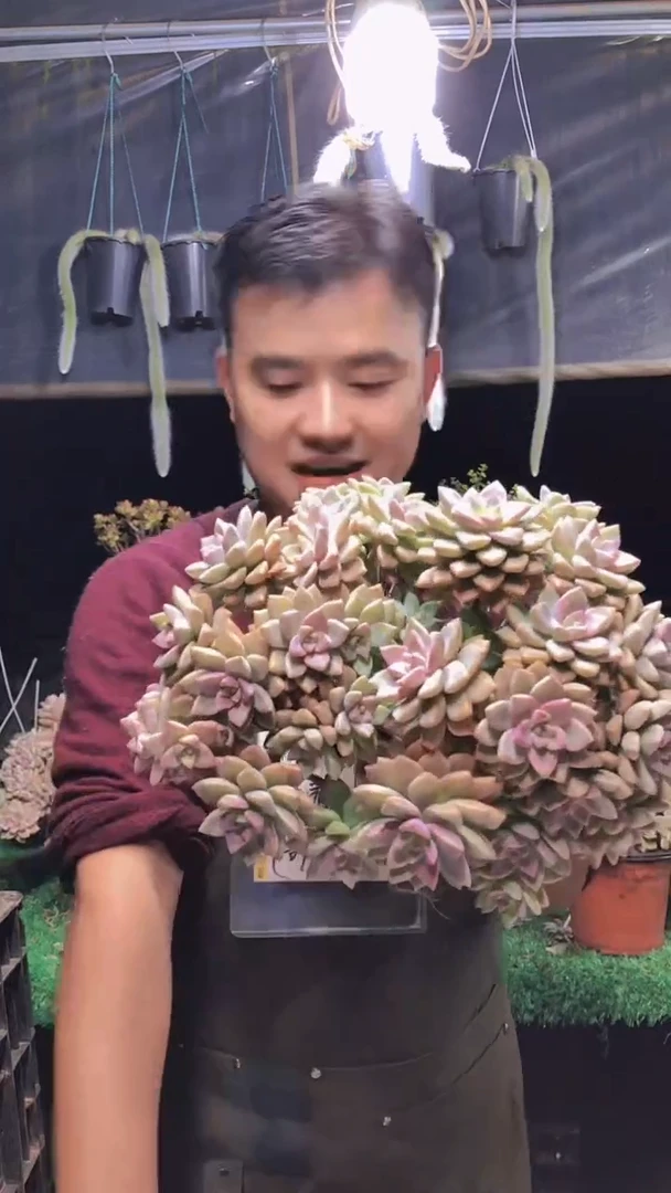 262淡雪缀化一物一拍