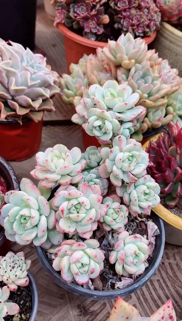 【闪购商品】23021