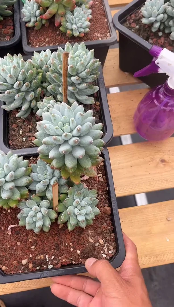 星月菩提