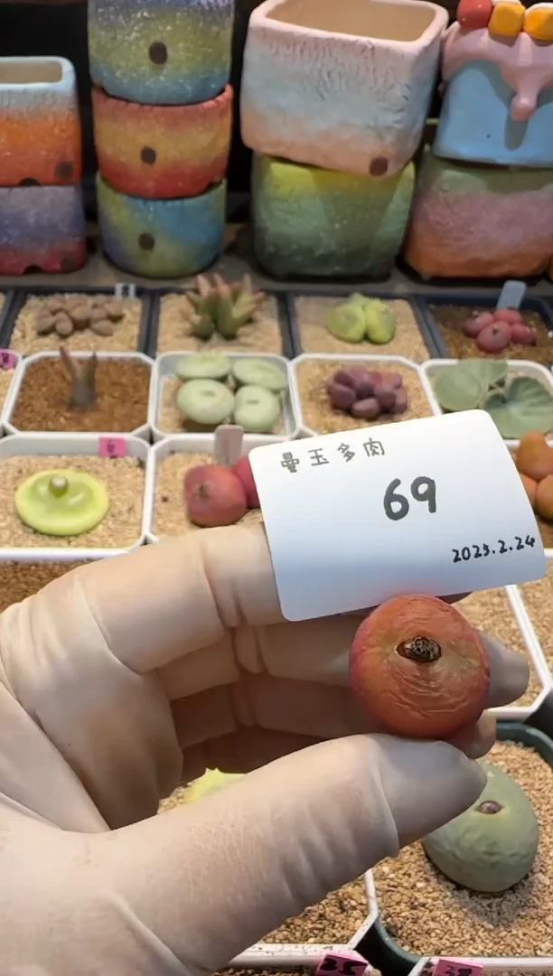 【闪购商品】25.2.24-69