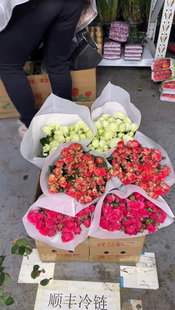 苏菲10枝+爱丽丝10枝+繁星10枝