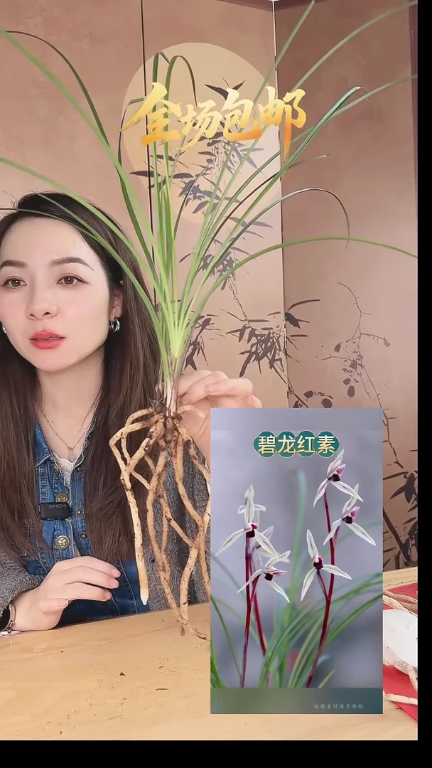 当前无花栽培后可以开花：碧龙红素