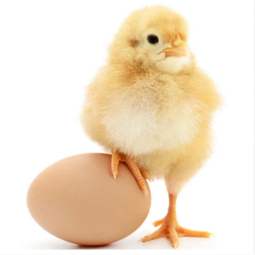 九斤红整鸡肉质鲜美45只