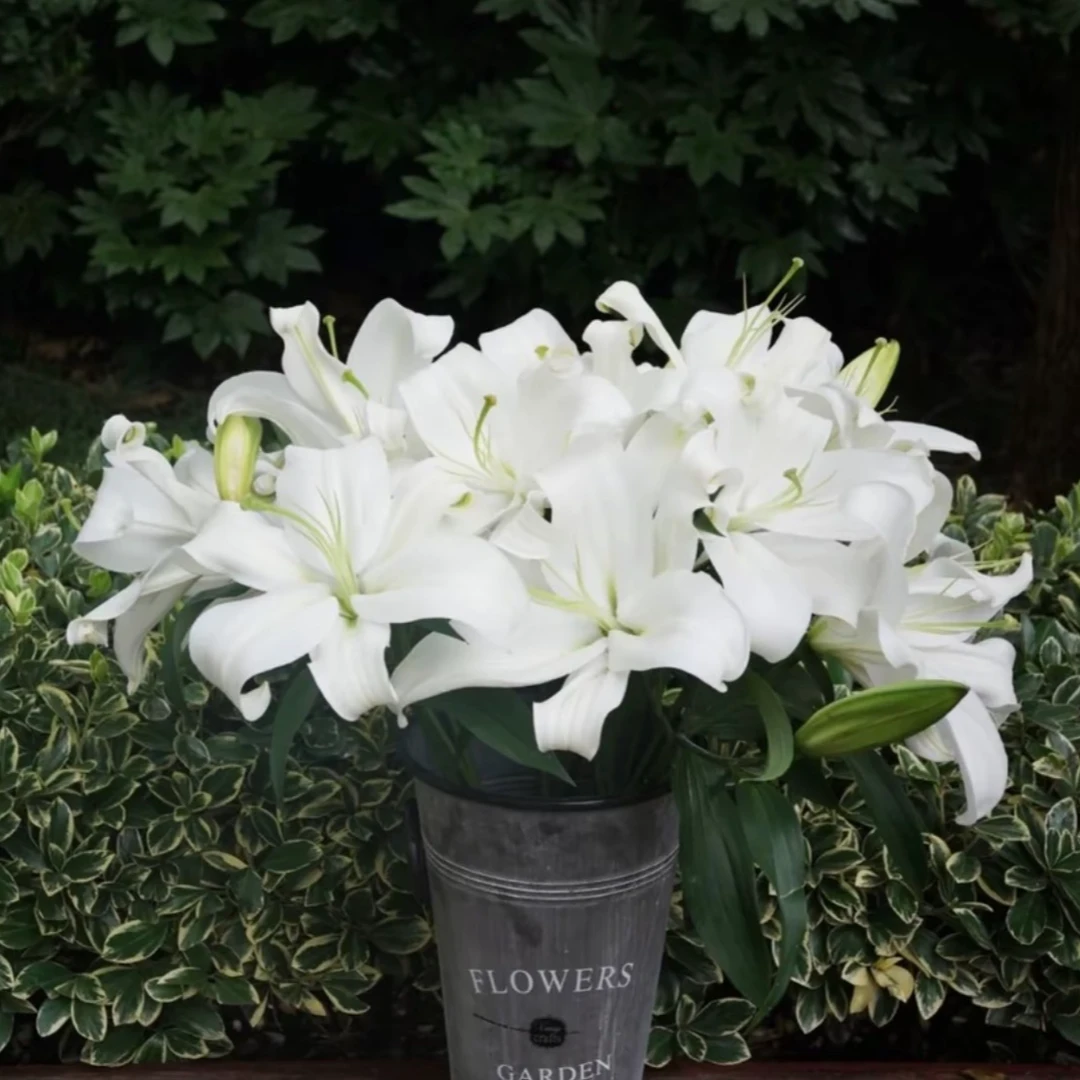 【3头白色香水百合】鲜切花云南鲜花基地直发清香怡人新鲜发货