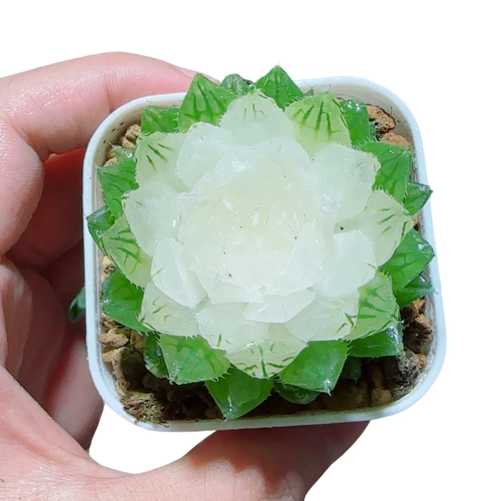 【白莲花玉露】好养拍下明天发货多肉植物