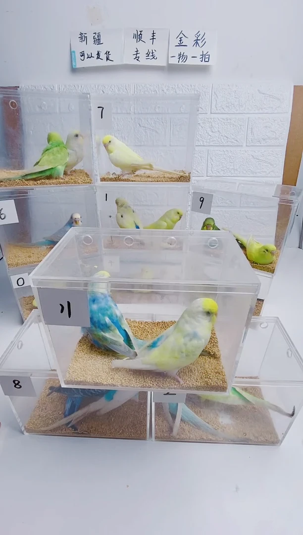 虎皮鹦鹉虎子哥专属