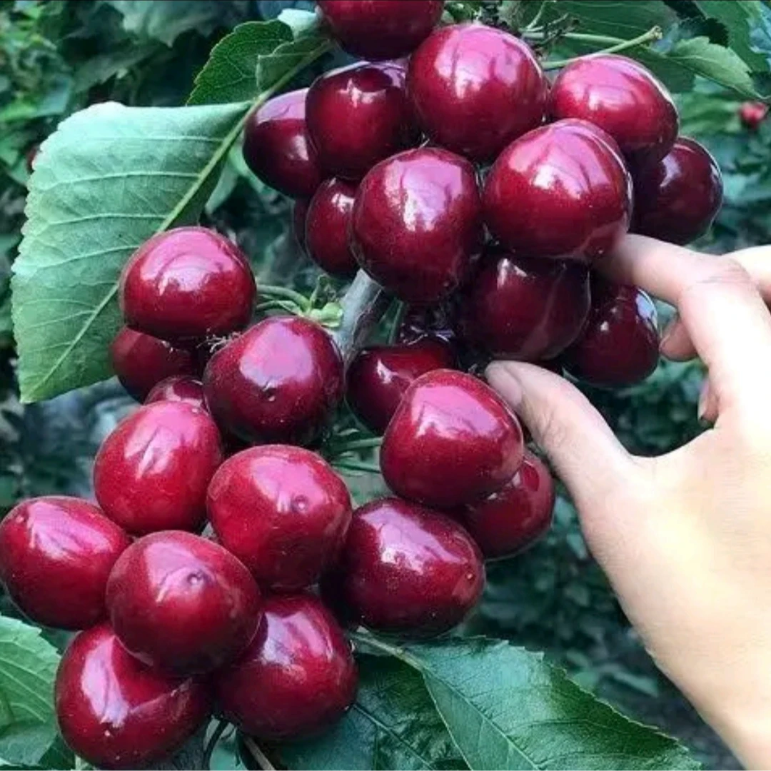 澳洲黑金火箭斯科拉雷黑珍珠桑提娜科迪亚南方北方盆栽地载