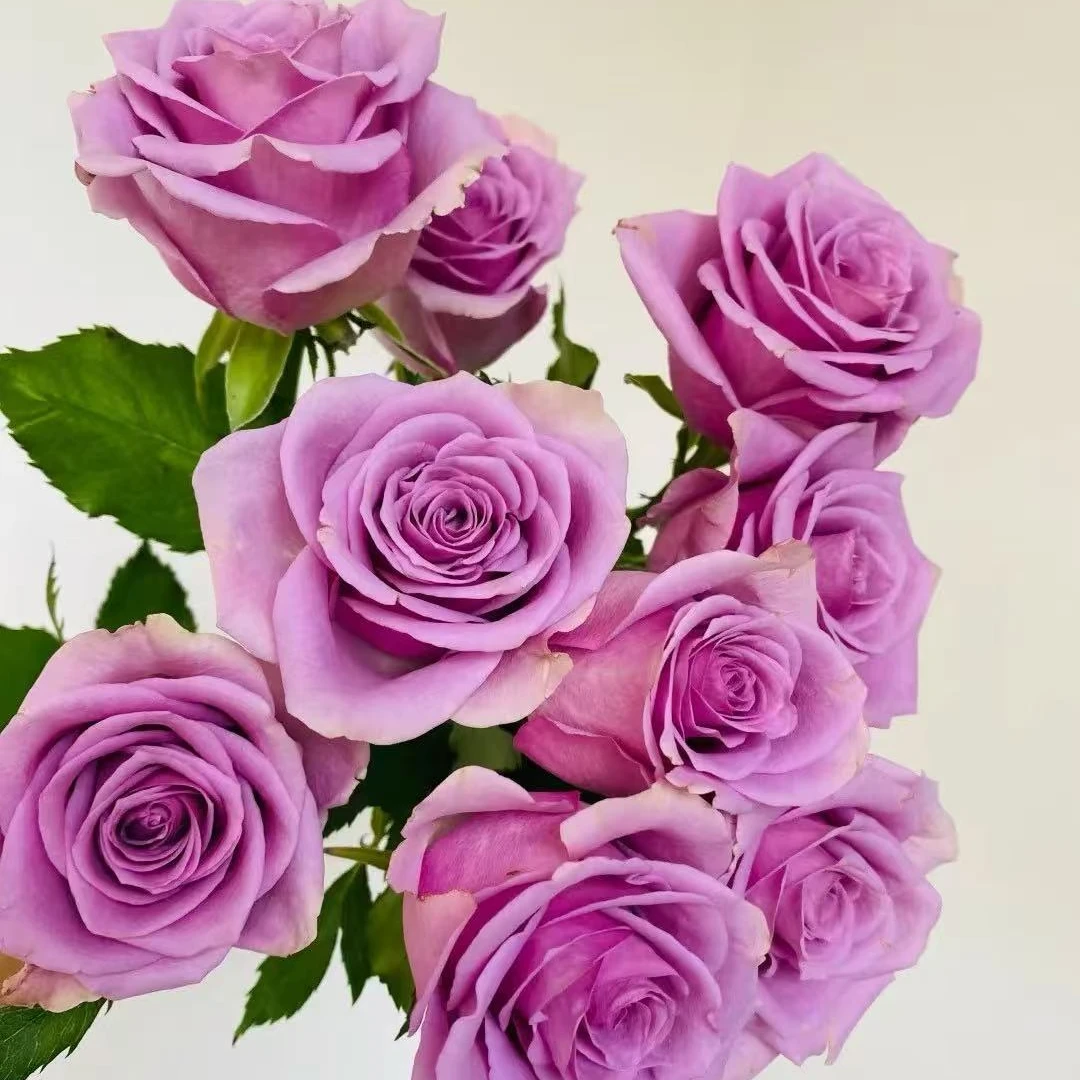 月季玫瑰紫霞仙子种苗10棵（玫瑰花树苗)