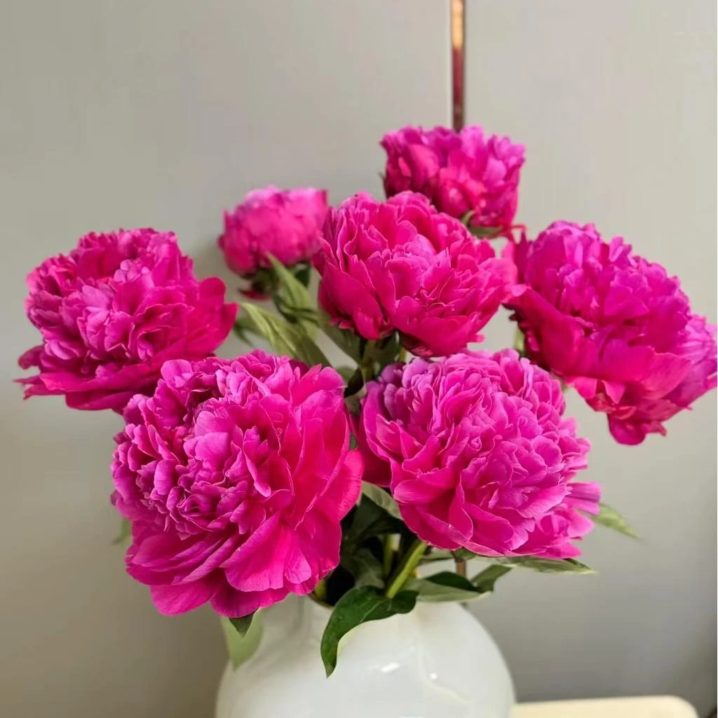 现货【进口：红富士】芍药鲜切花母亲节礼物基地现货冷链包邮