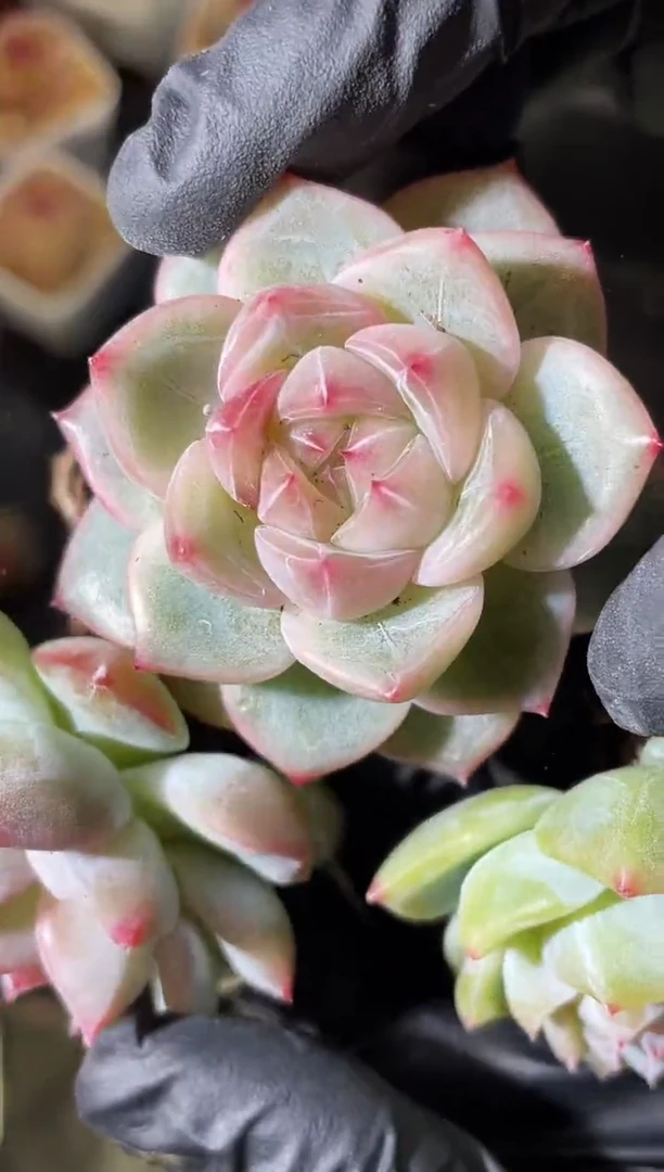 2-29 爆珠4-5厘米 量拍发一颗