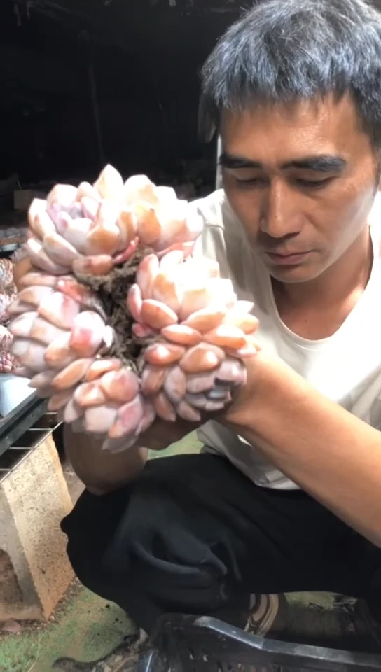 糖心雪天使橙梦露3颗双头【2单包邮】10