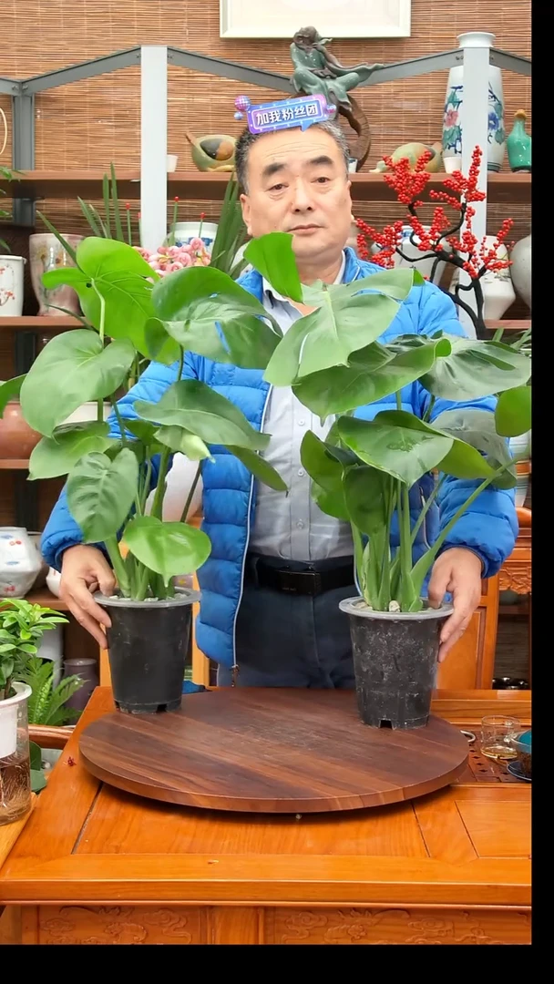 无花朵花****）水之韵水培龟背竹2颗不带瓶