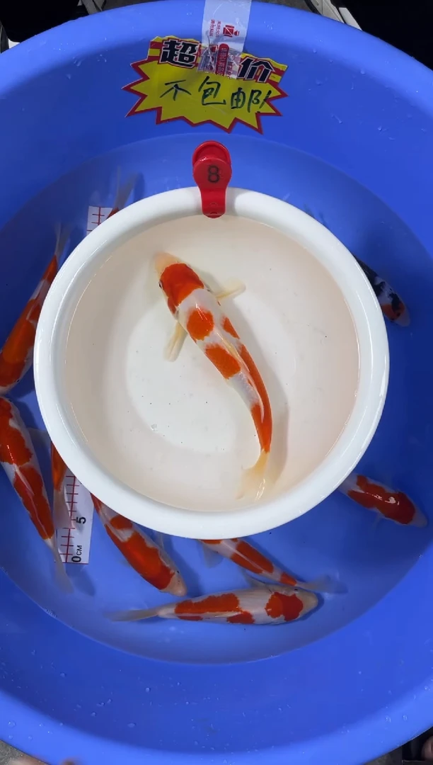 锦鲤活体二号链接