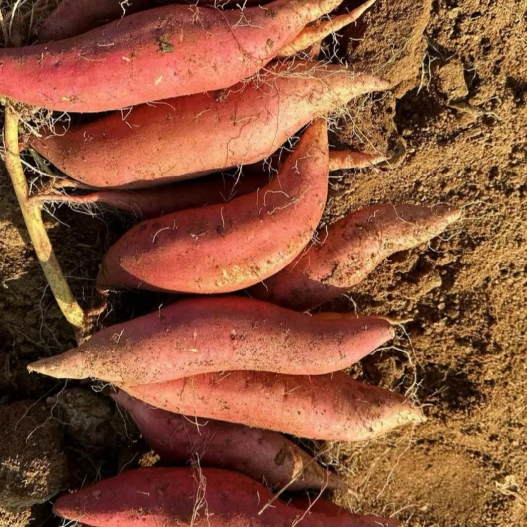 烟薯地瓜  480g-520g/份