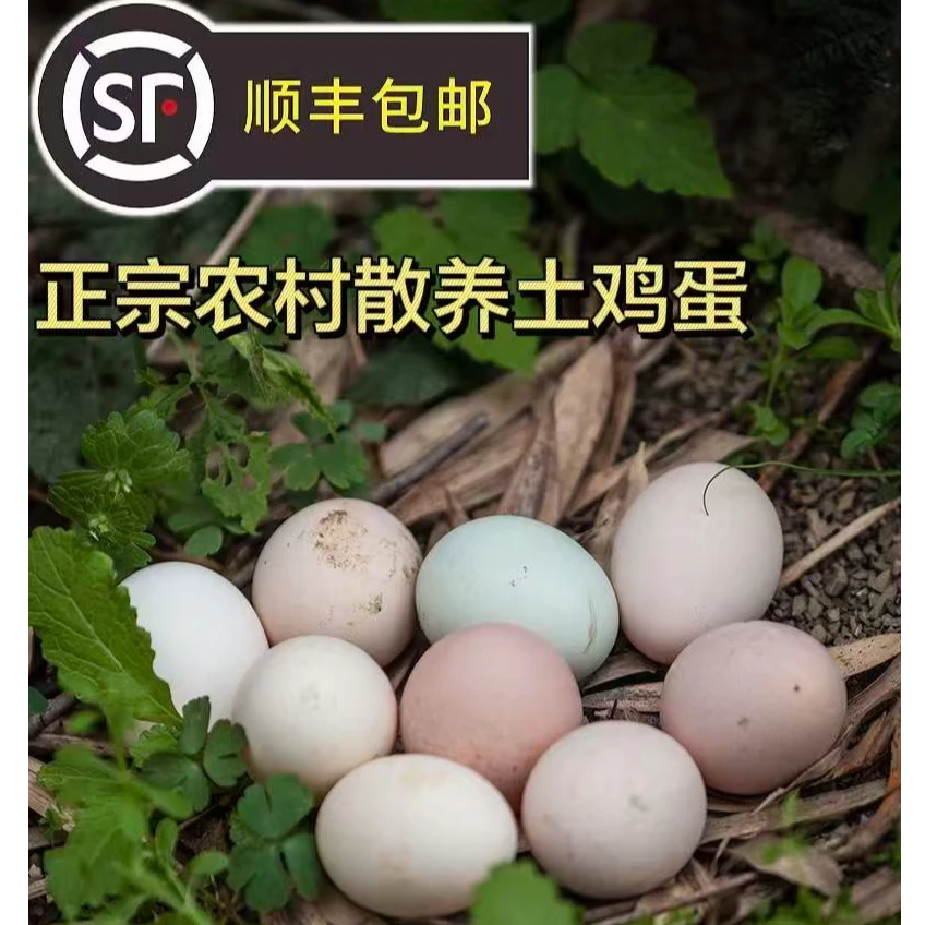 正宗农家散养土鸡蛋 婴儿营养辅食月子餐 单个鸡蛋43-50克 鲜鸡蛋