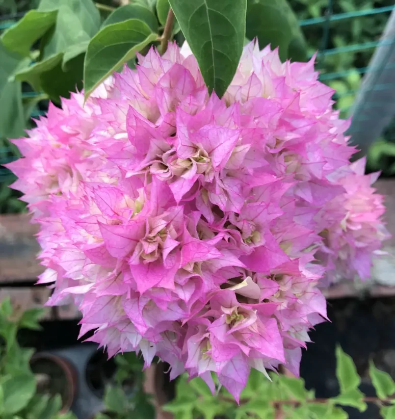 3号西施 三角梅苗 不带花 不带盆