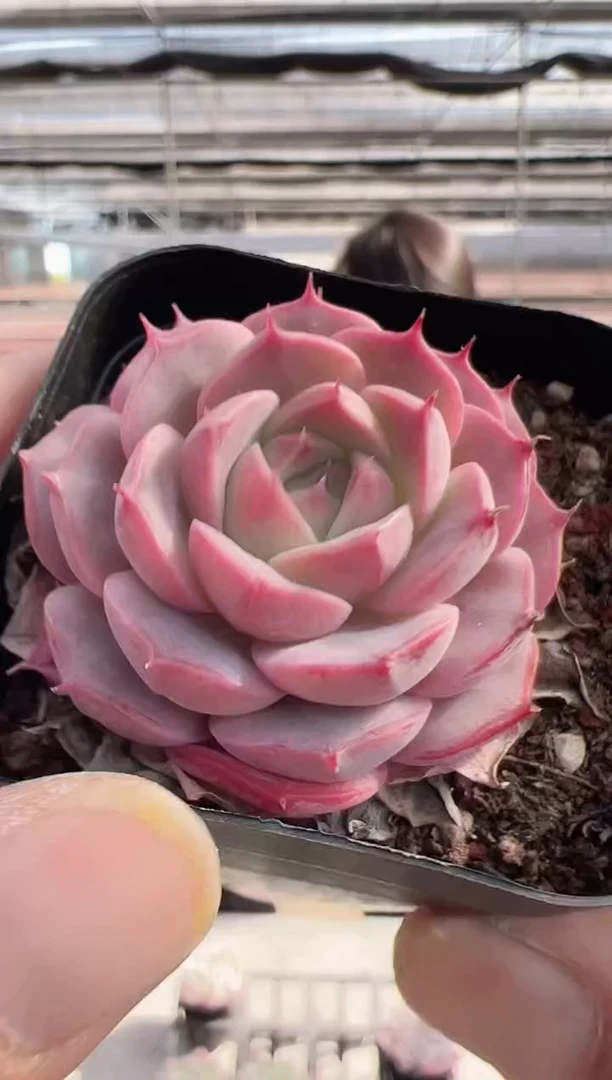 【闪购商品】福利款198