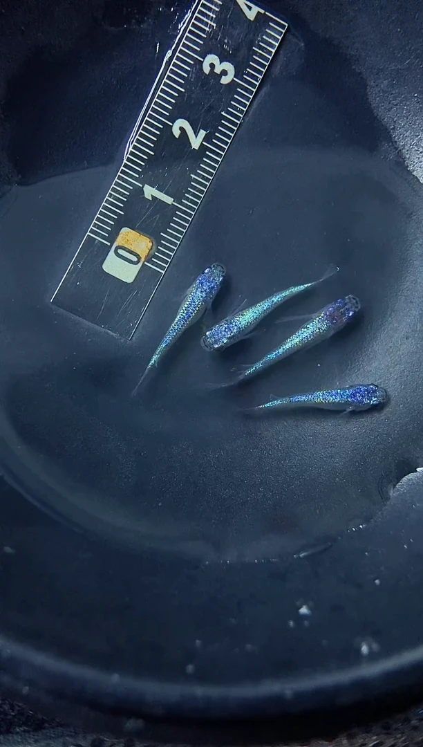 青鳉鱼13号海王星精品
