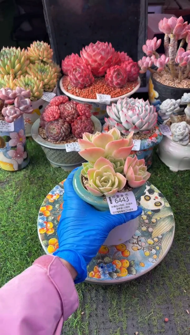 昆明印象多肉6443