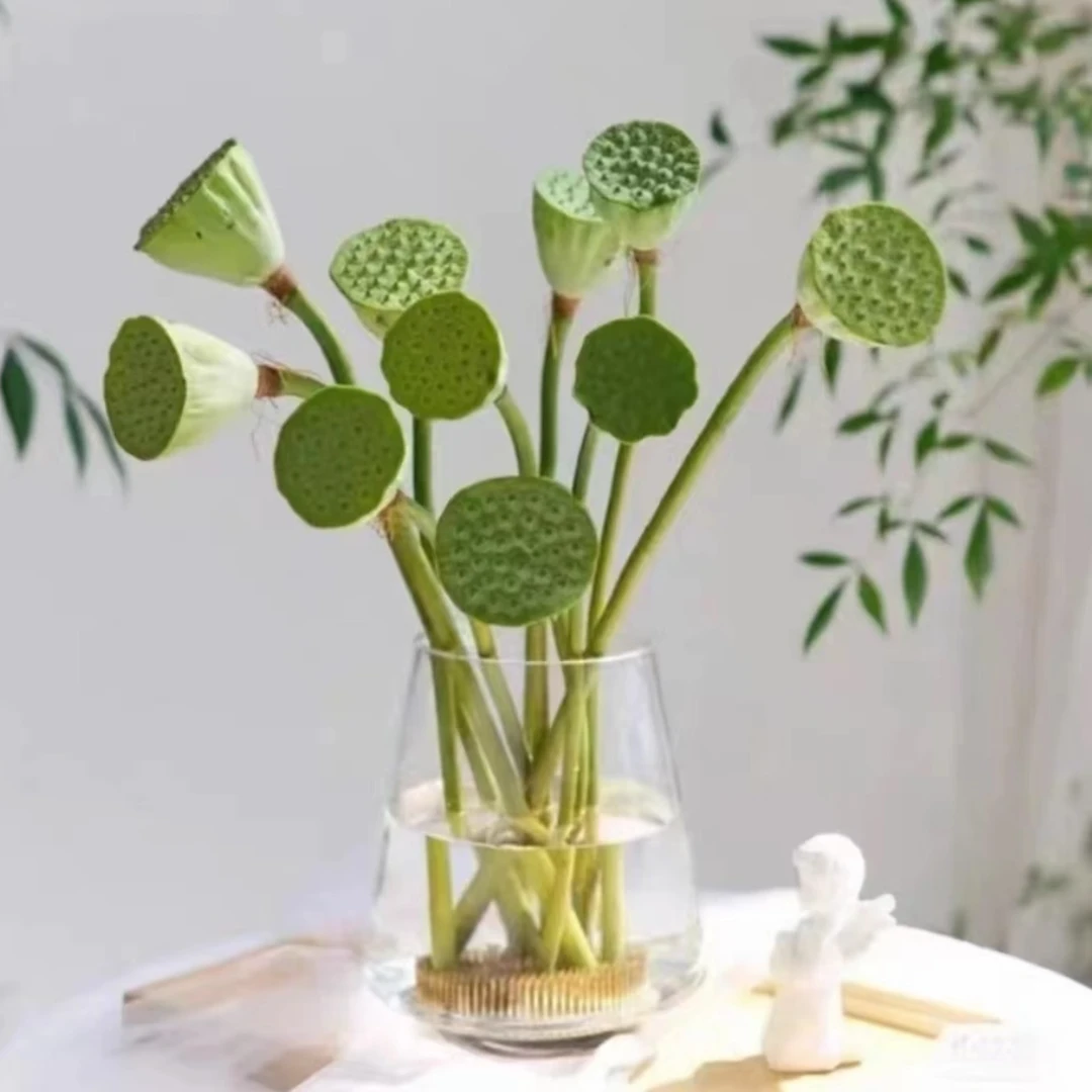 【顺丰空运次日达】三枝莲蓬 荷花伴侣莲蓬 新鲜采摘新鲜莲蓬鲜切观赏水养新鲜插画 今天拍明天到 全国包邮