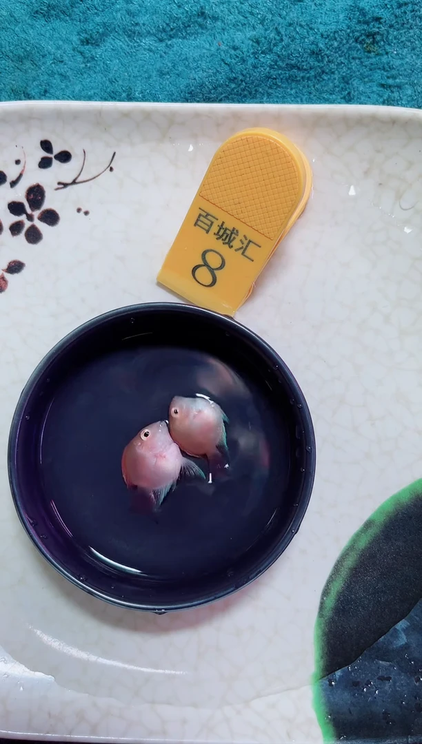 鹦鹉鱼4242424242