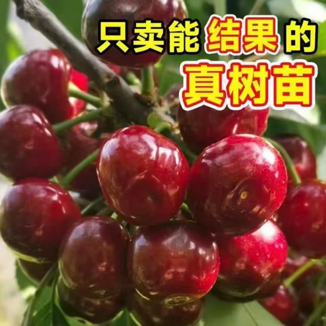 嫁接特大果车厘子树苗南北方均可种植