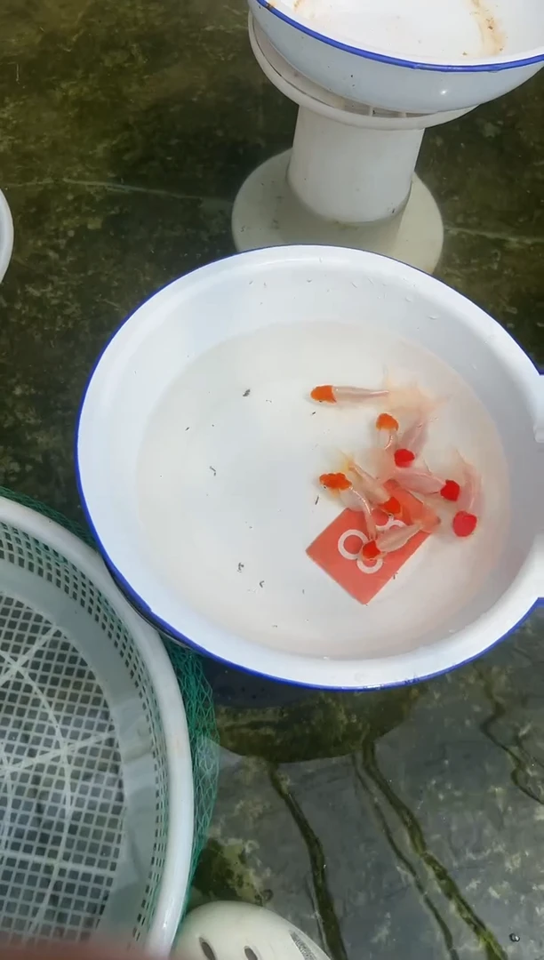 金鱼虎头宫娥红帽混发鱼8条