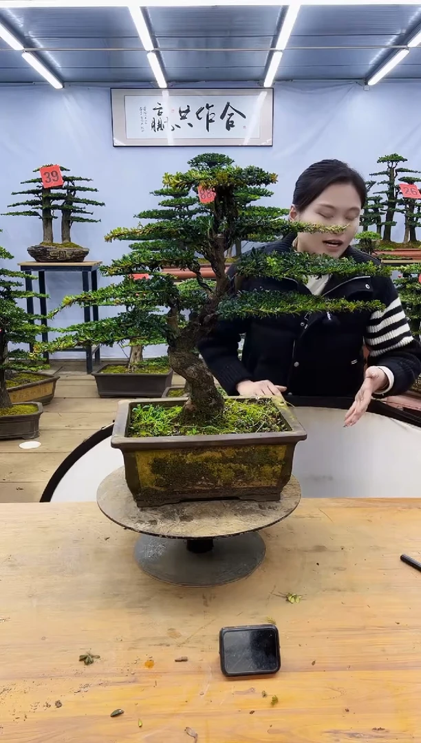 【闪购商品】高端盆景一物一拍，所见即所得