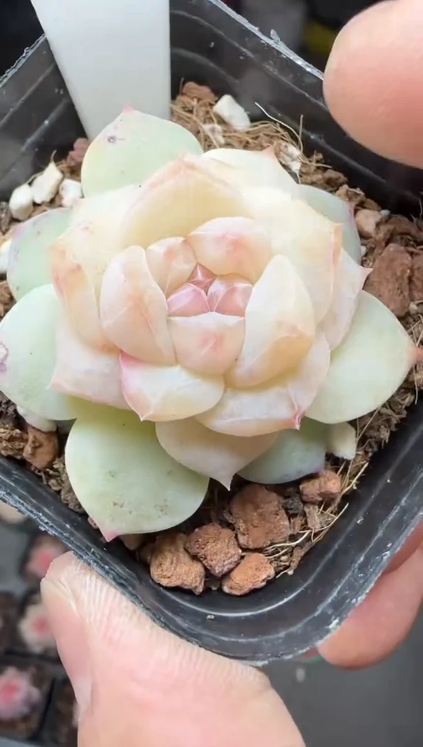 【闪购商品】一物一拍0216—395