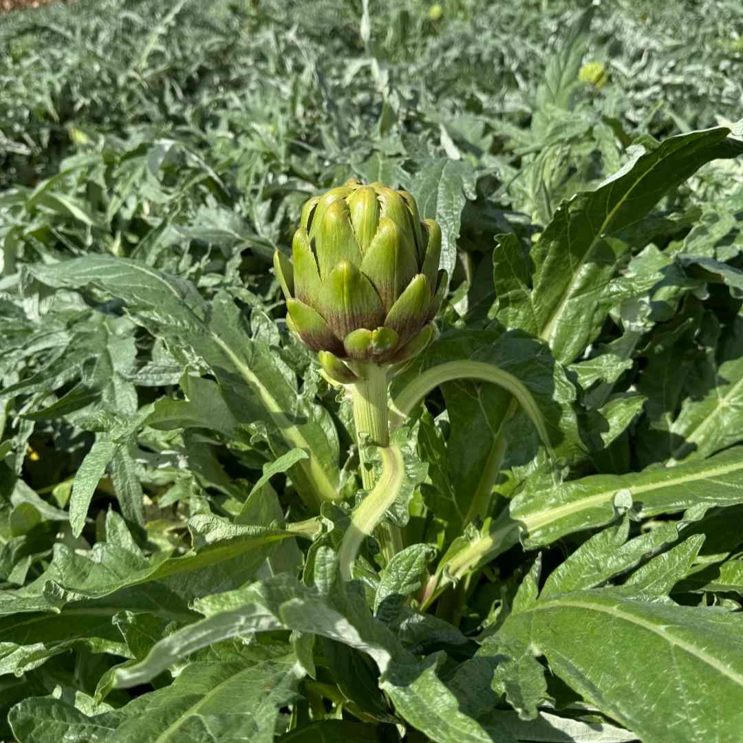 【甘甜中果】云南特产洋蓟朝鲜蓟现摘现发营养健康鲜嫩蔬菜