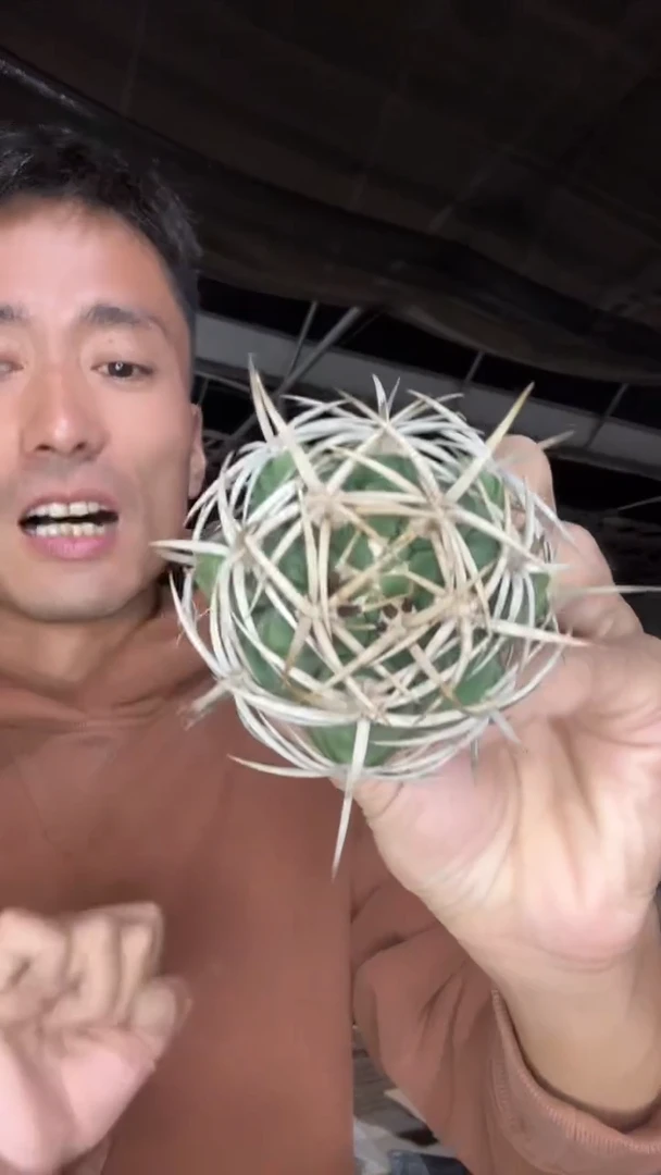 实生碧岩玉15.99