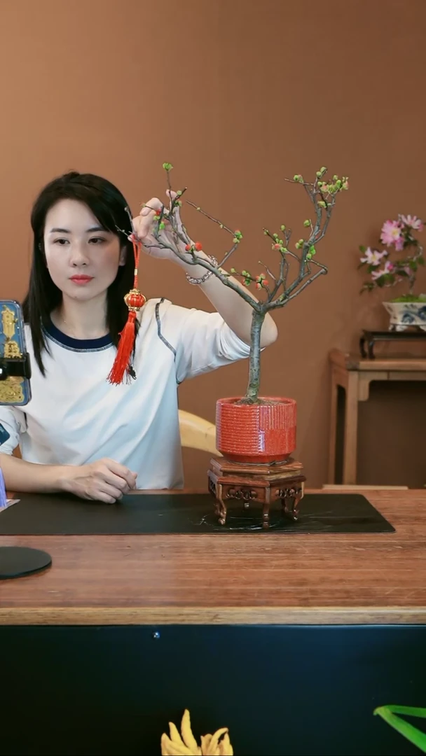 【闪购商品】盆景海棠花