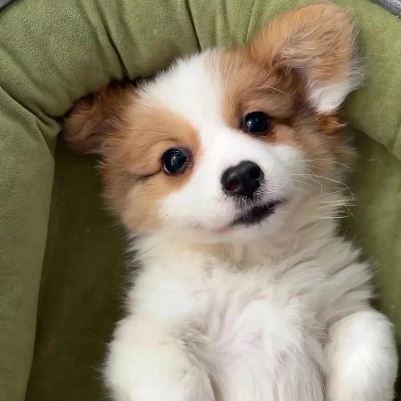 活体金毛萨摩耶边牧比熊灵缇细狗等狗狗适合家养宠物犬灵缇犬宠物