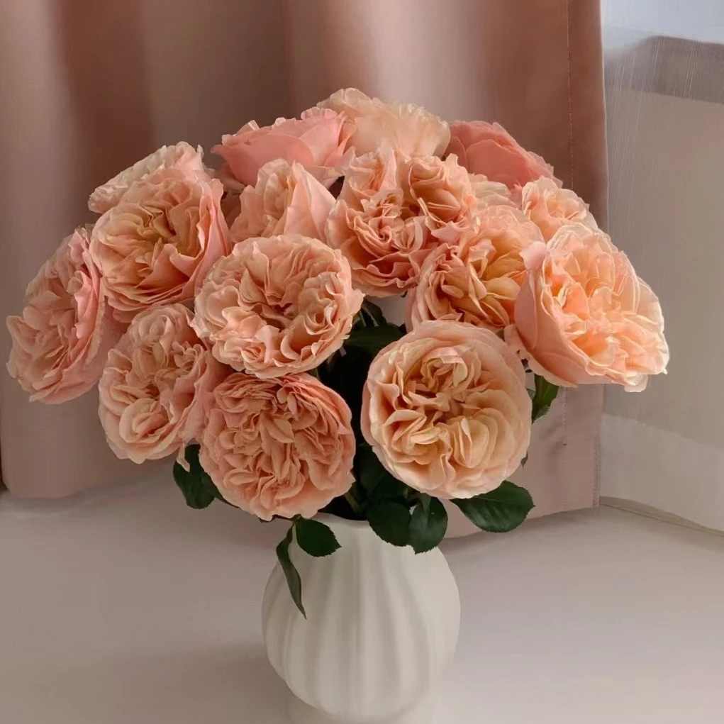 （夏日恋情-单头玫瑰）玫瑰云南基地直发生活鲜花