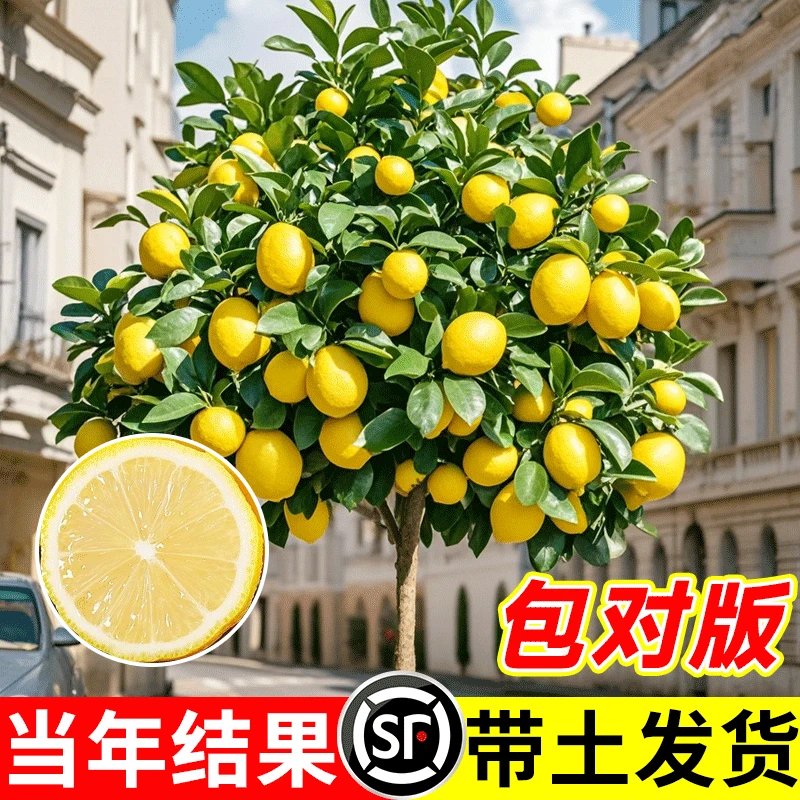 香水柠檬树苗盆栽带果室内室外结果无籽四季柠檬苗食用柠檬树果苗