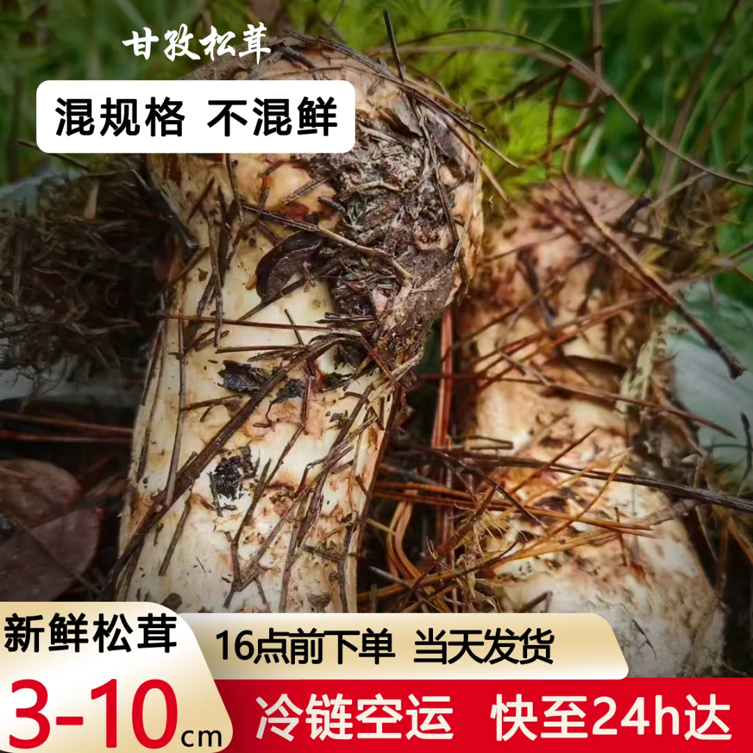 四川甘孜松茸冷链空运次日达4000＋海拔藏民直采