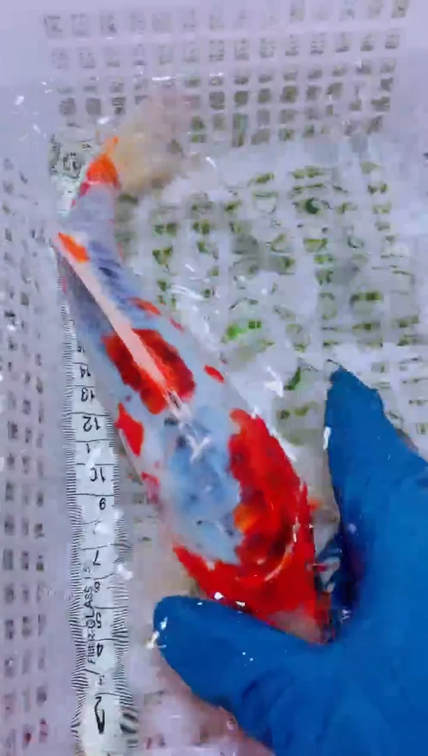 锦鲤血统锦鲤全场包邮11