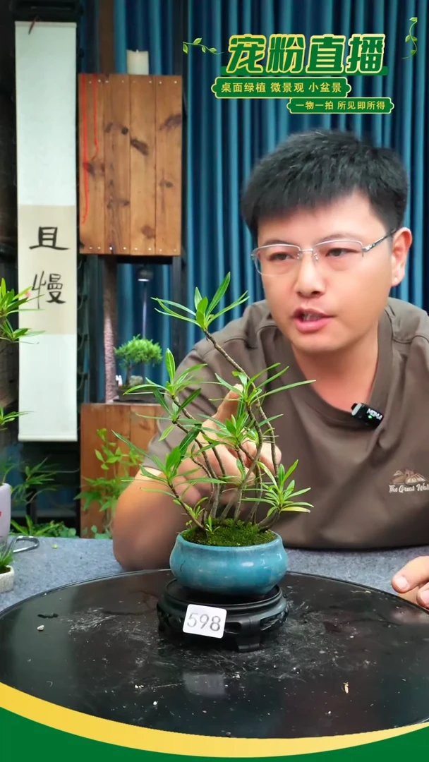 无花朵苔藓微景观598号